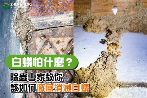 牆壁有白蟻|如何消滅白蟻，白蟻怕什麼？專家教你4大祕訣，擒國先擒王！ 呼。